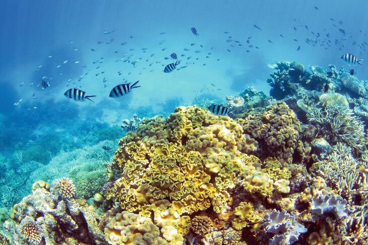 Korallenriff mit Schule der Fische