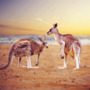 Kangaroos