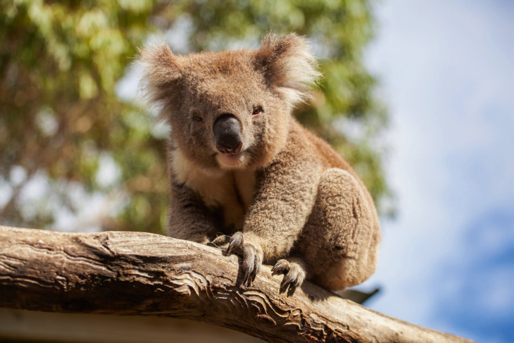 Australischer Koala 
