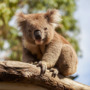 Australischer Koala 